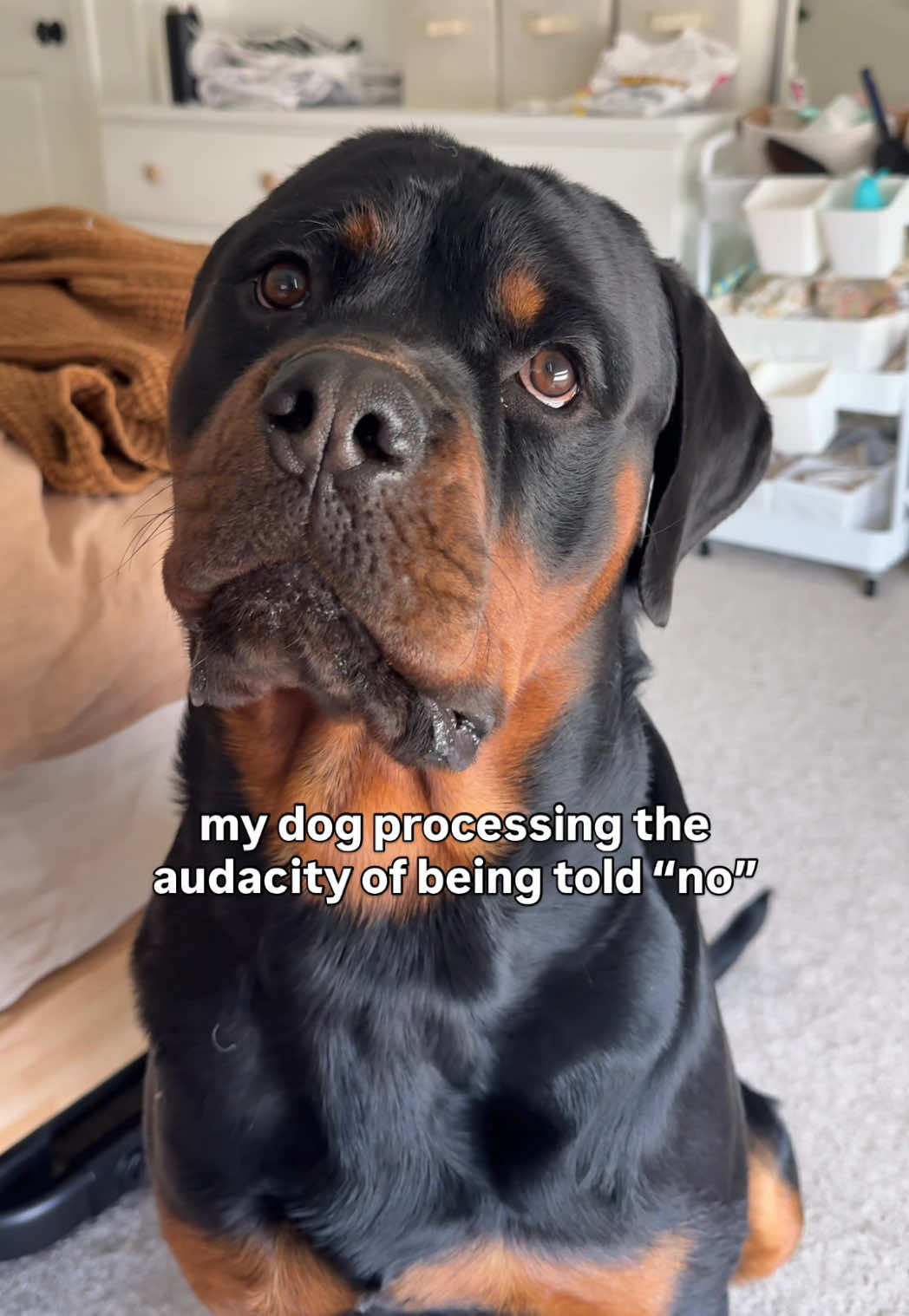 @Rex the Rottweiler