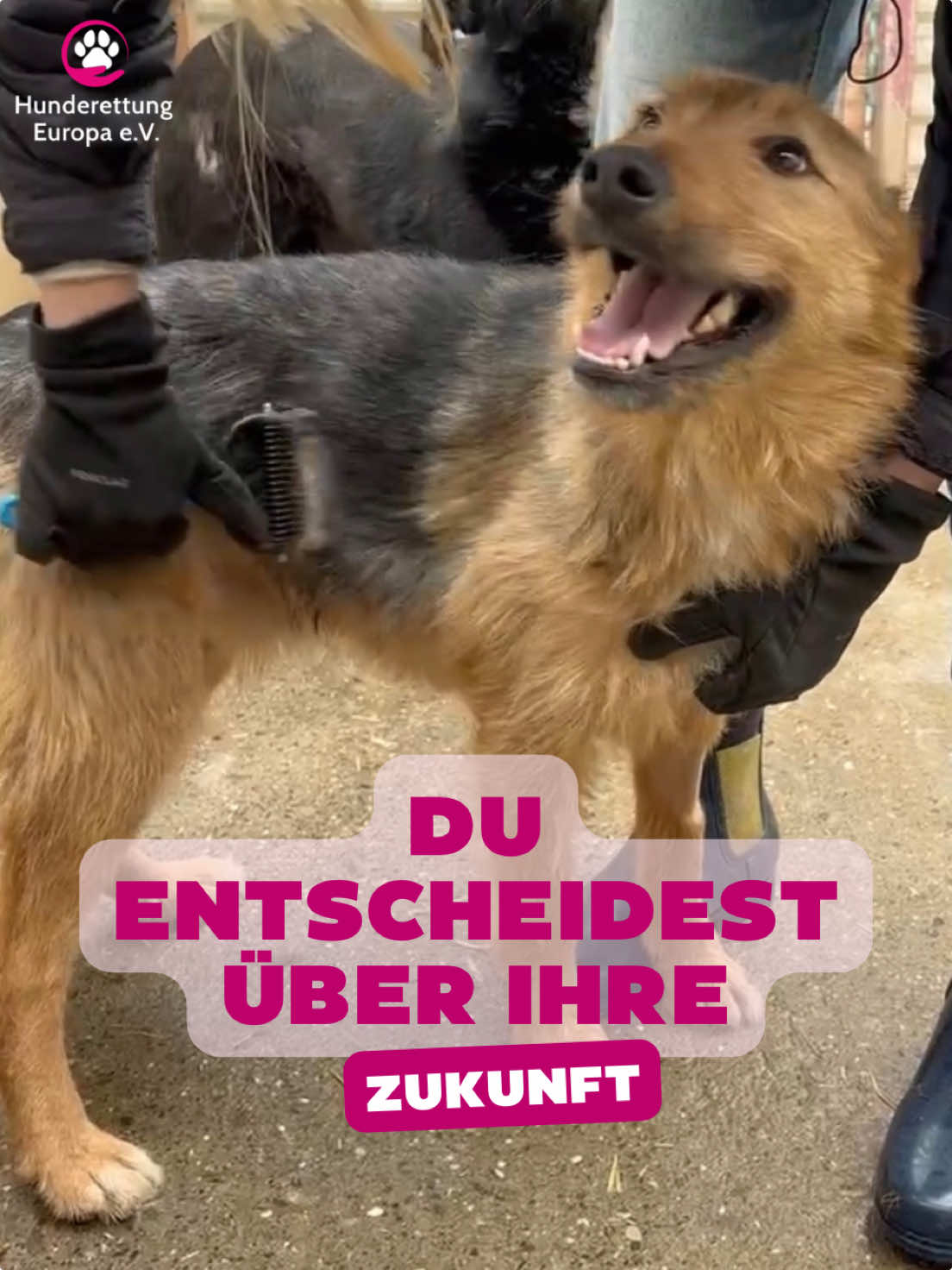 @Hunderettung Europa