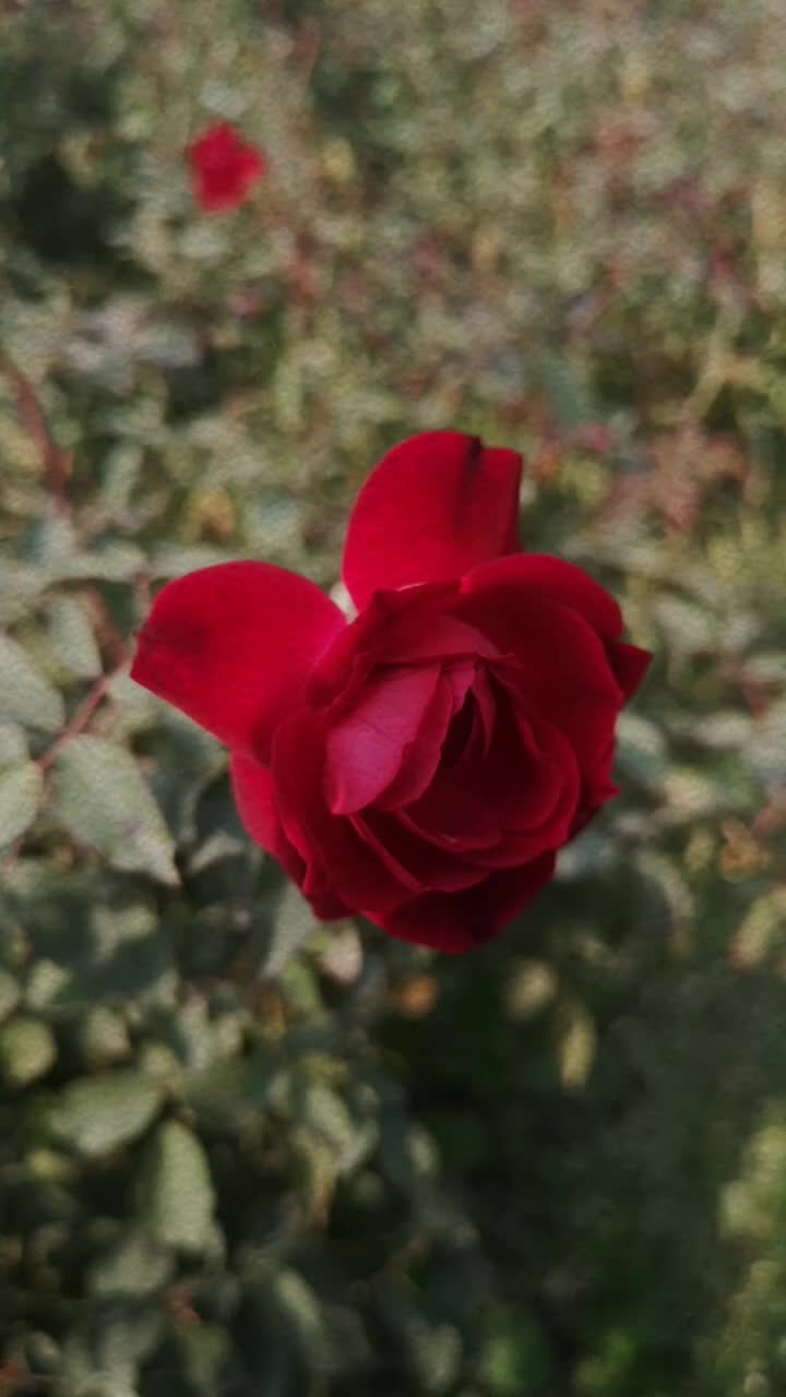 @𝒟𝒶𝓌𝑜𝑜𝒹 𝒬𝒶𝓈𝒾𝓂𝟿𝟿𝟷
