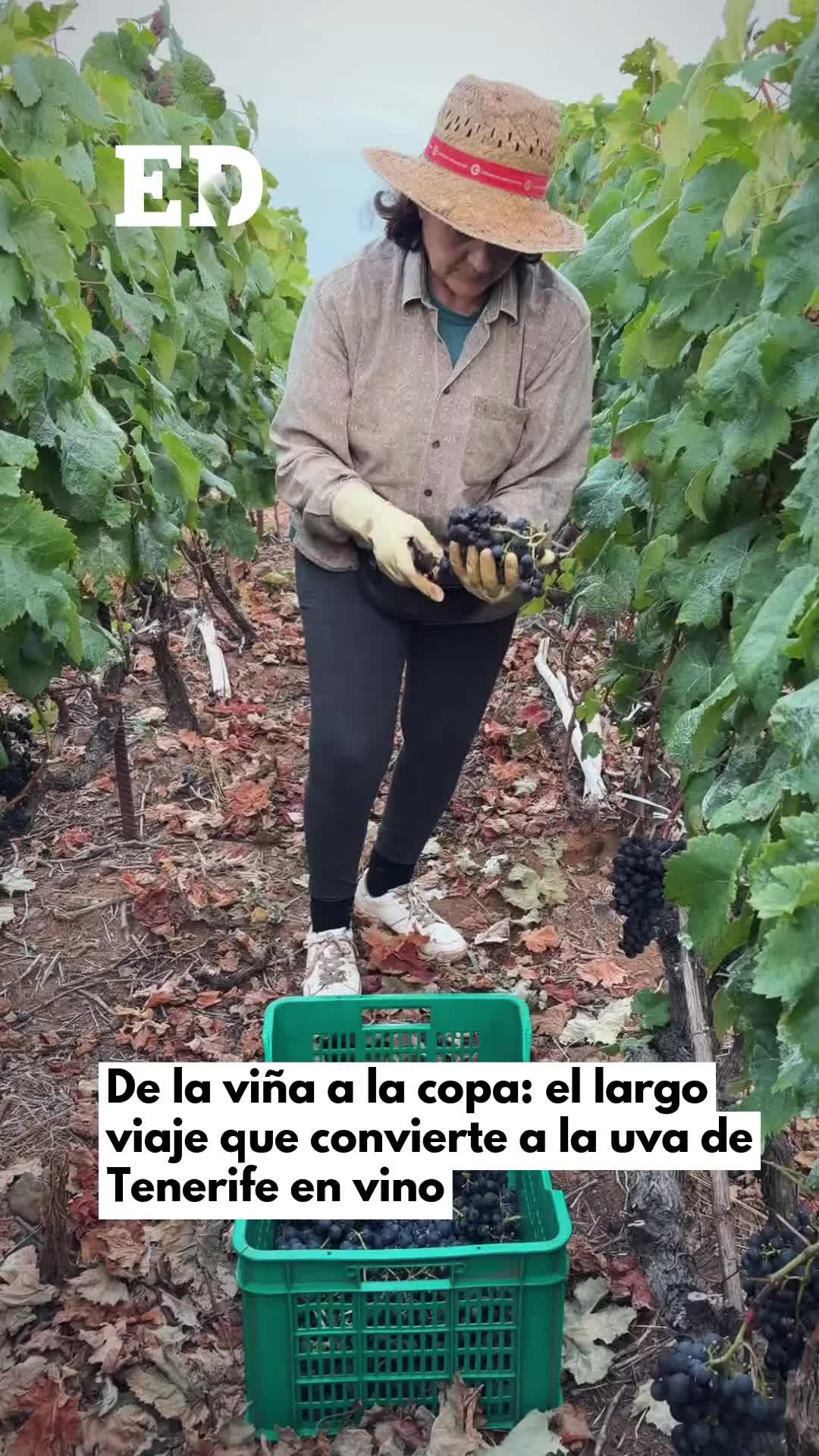@El Día - Tenerife