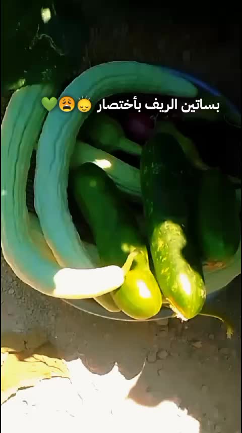@غـنـ⃪ـوجــ⃪ٍـ⃪ه ألـحܔلـبـي𝑴😌