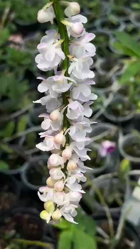 @Hoa lan Phạm Ánh