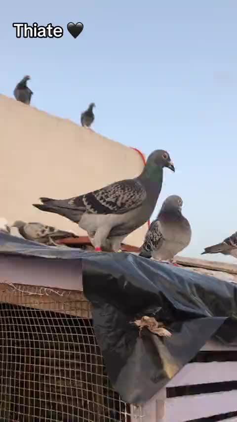 @OMZOLOFT🕊🦜🇸🇳