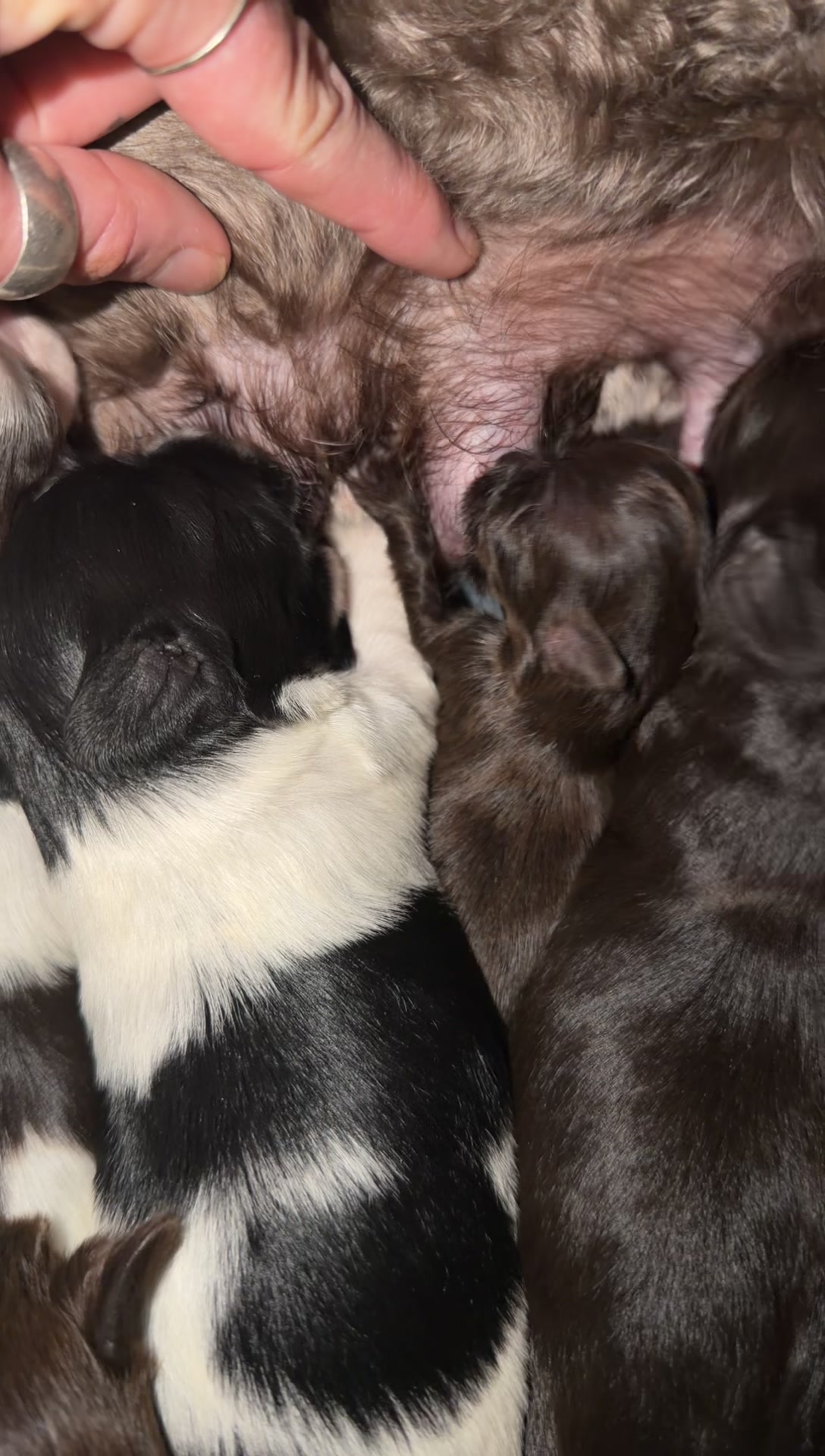 @Black Creek Kennels Schnauzers