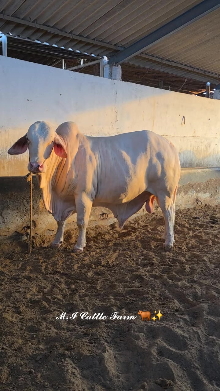 @MI Cattle Farm