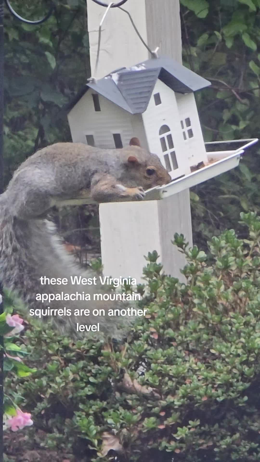 @ThatVeganBuzz