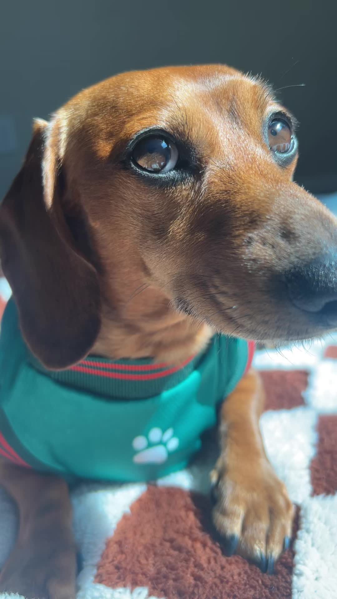 @Slinky Severus-Doo