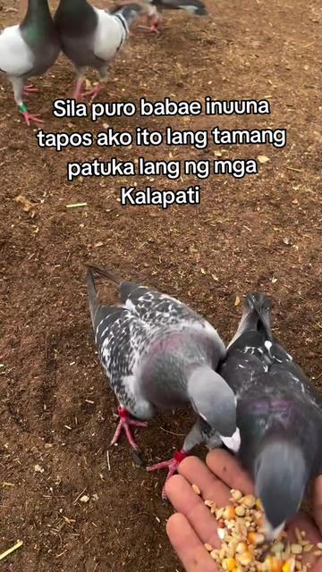 @KALAPATIDS SHOP 🕊️