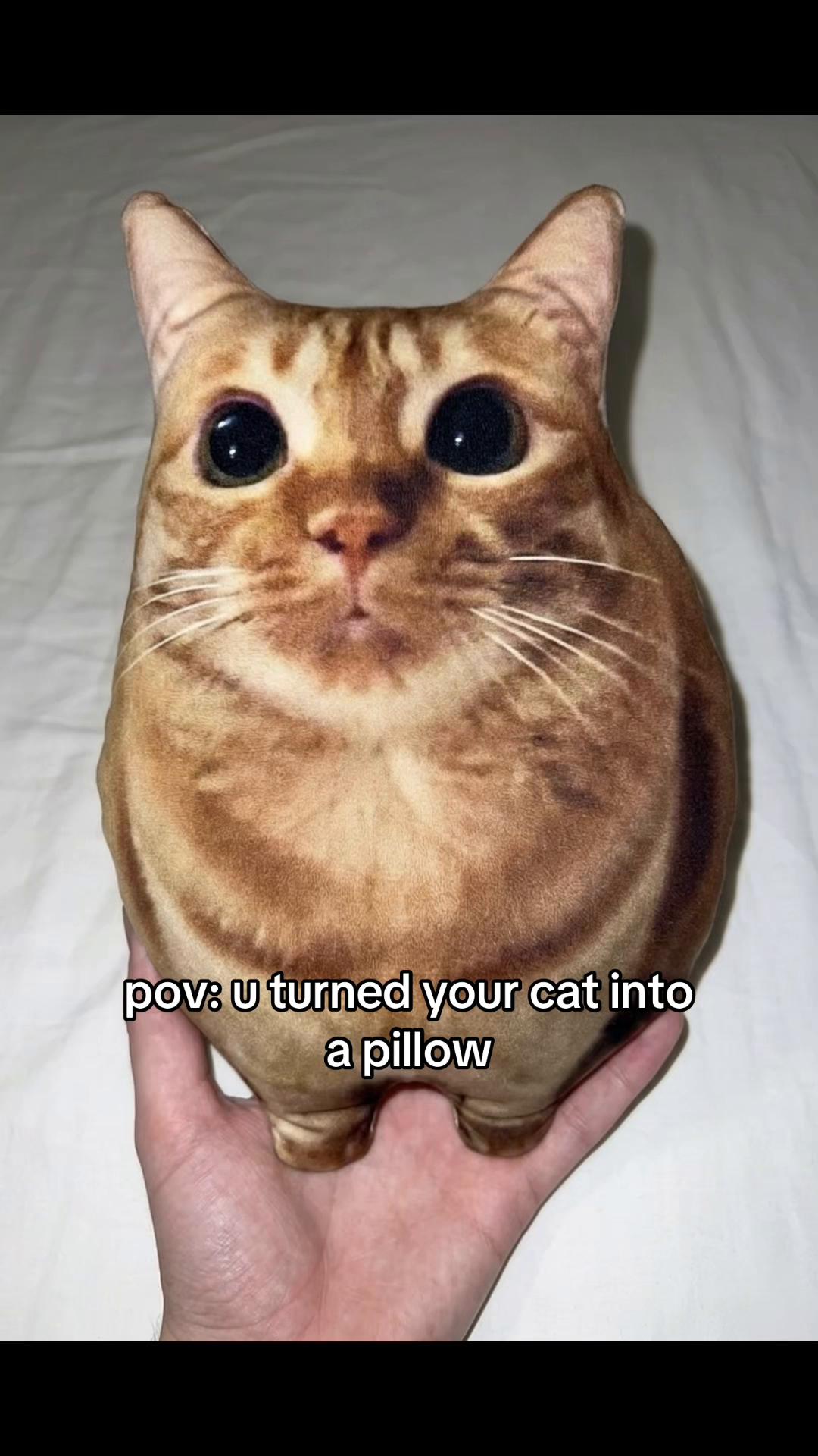 @cat memes