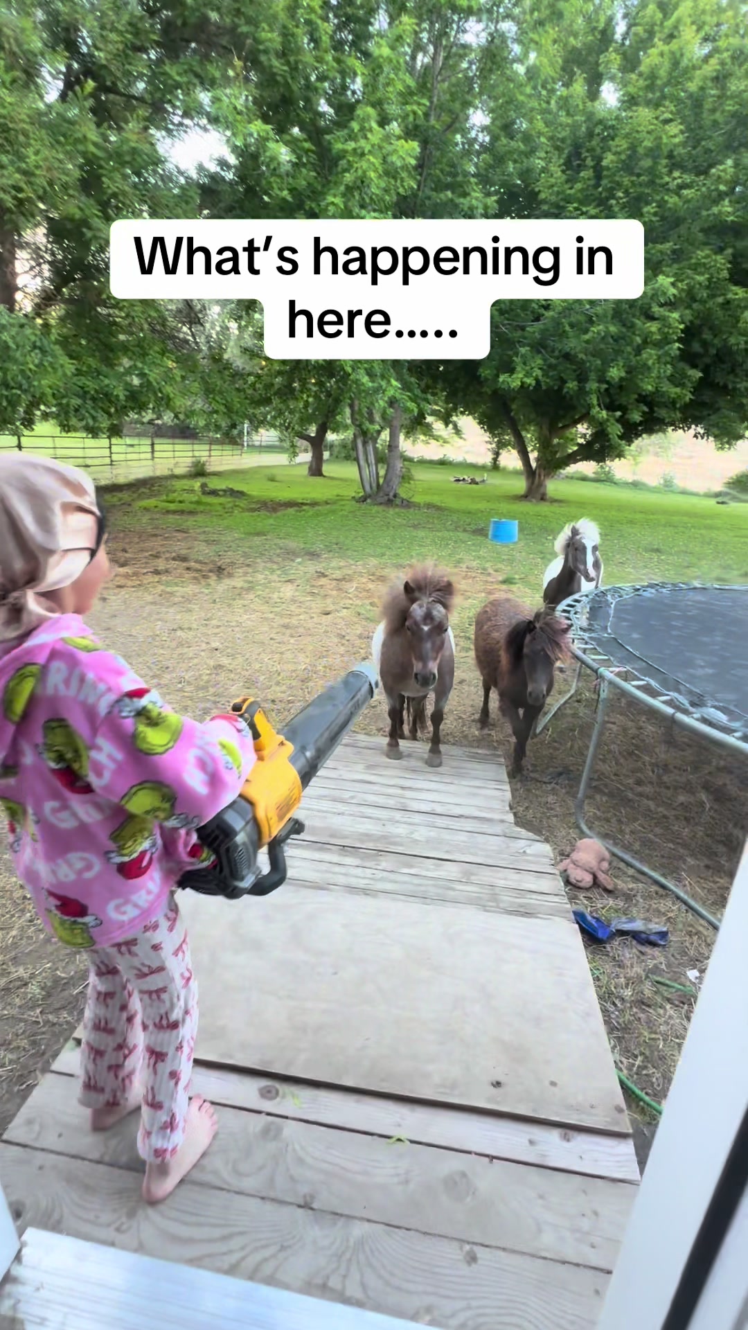 @Hot Sauce the Mini horse 🐎