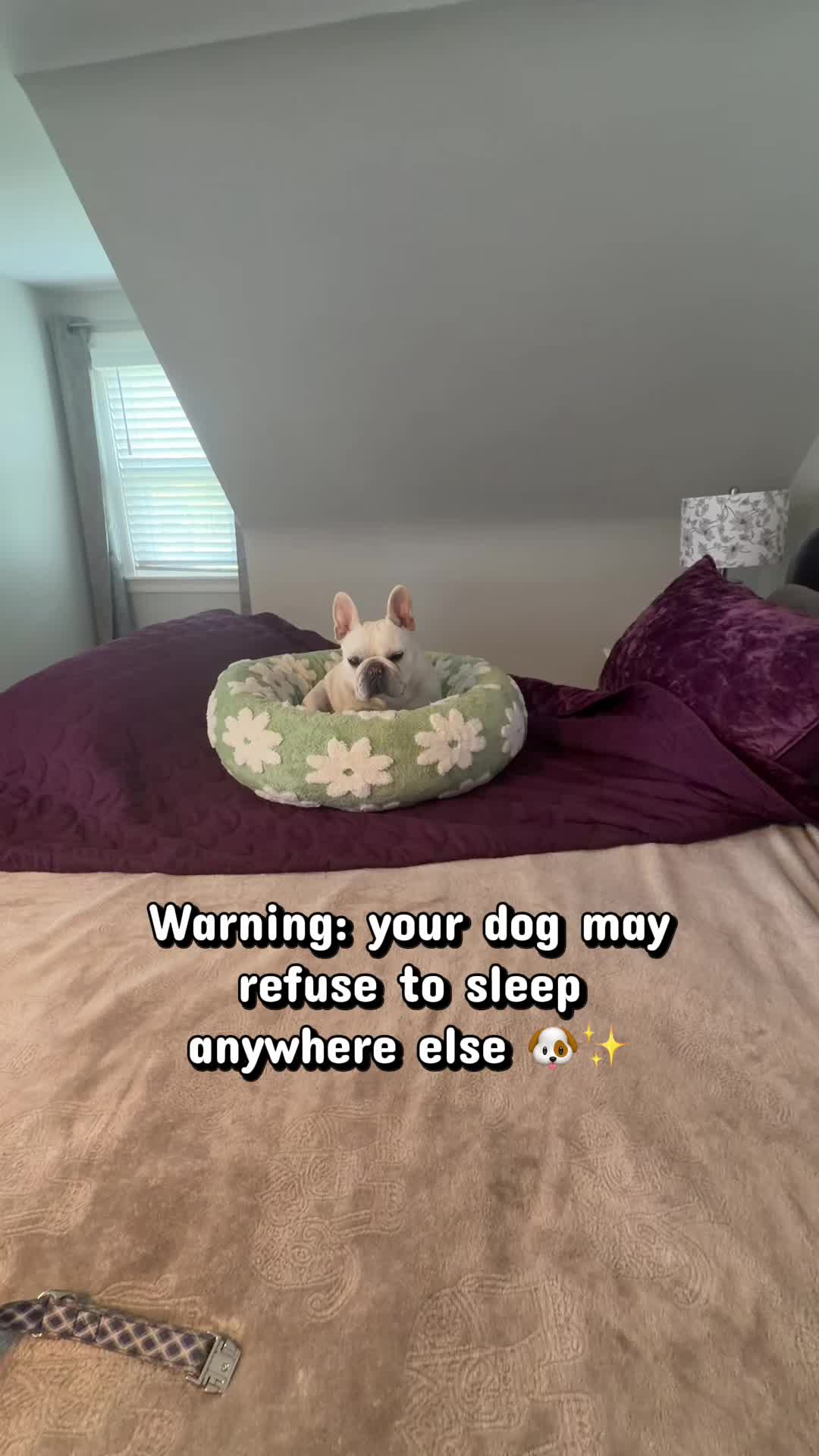 @Bagel the OG Frenchie
