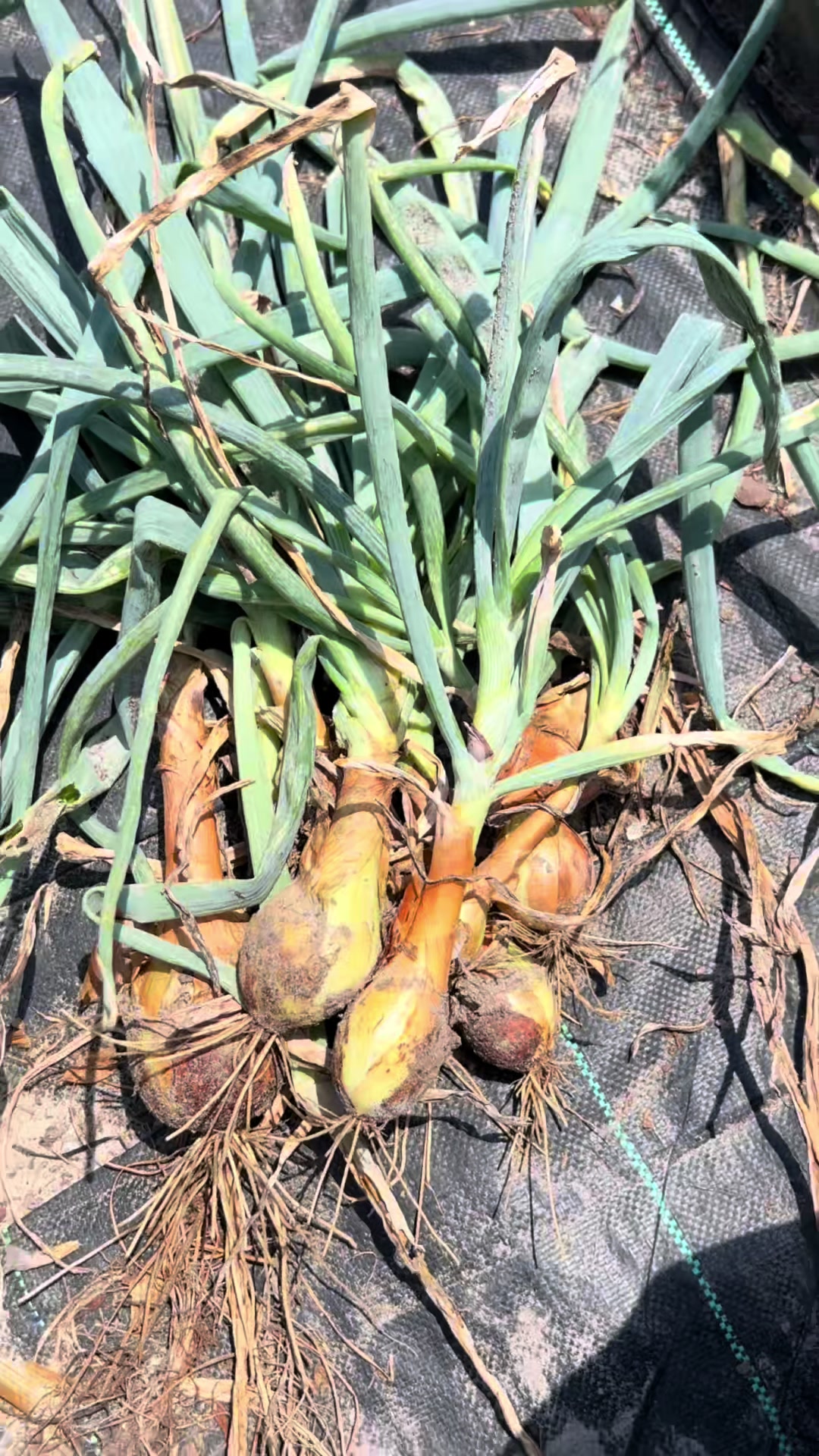 @Gardening4ME