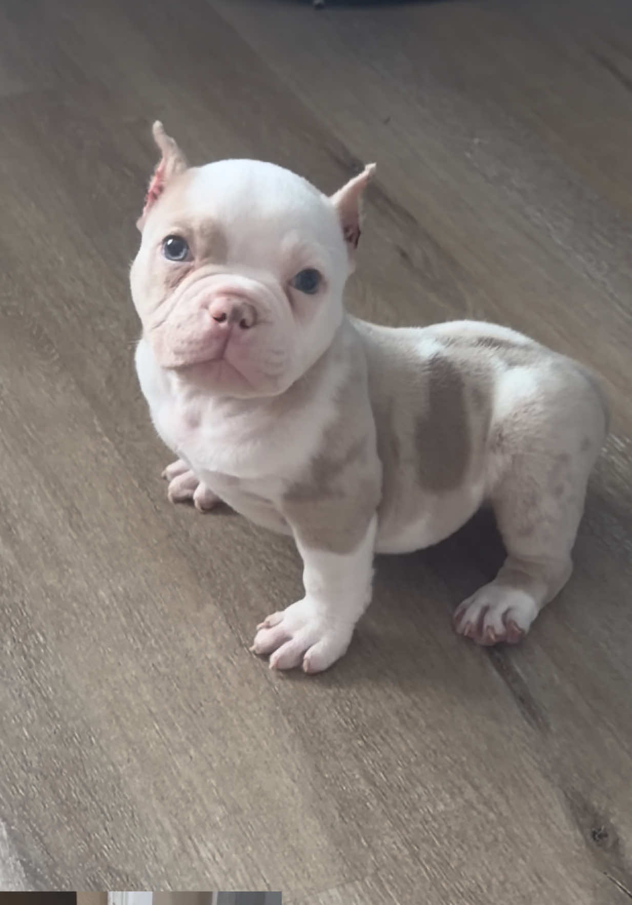 @SGBULLYZ