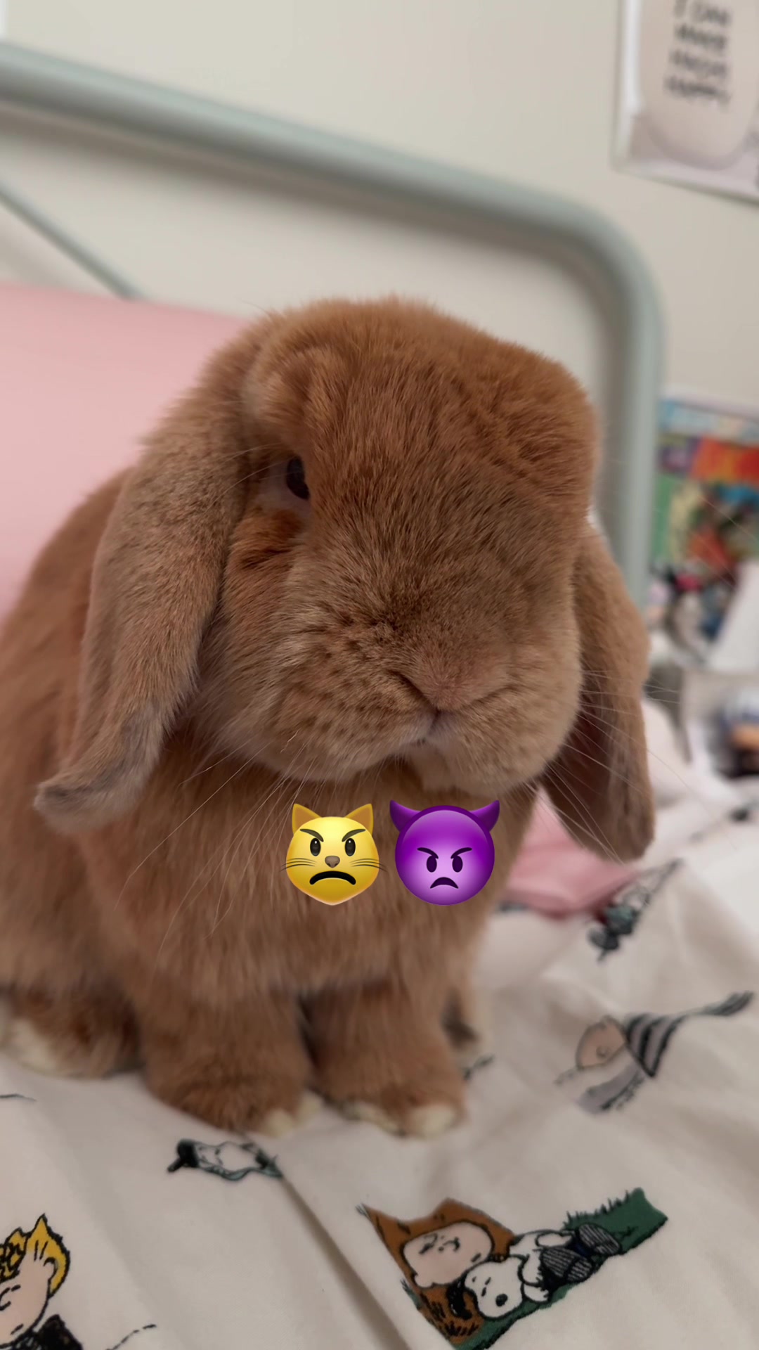 @Otis the Bunny