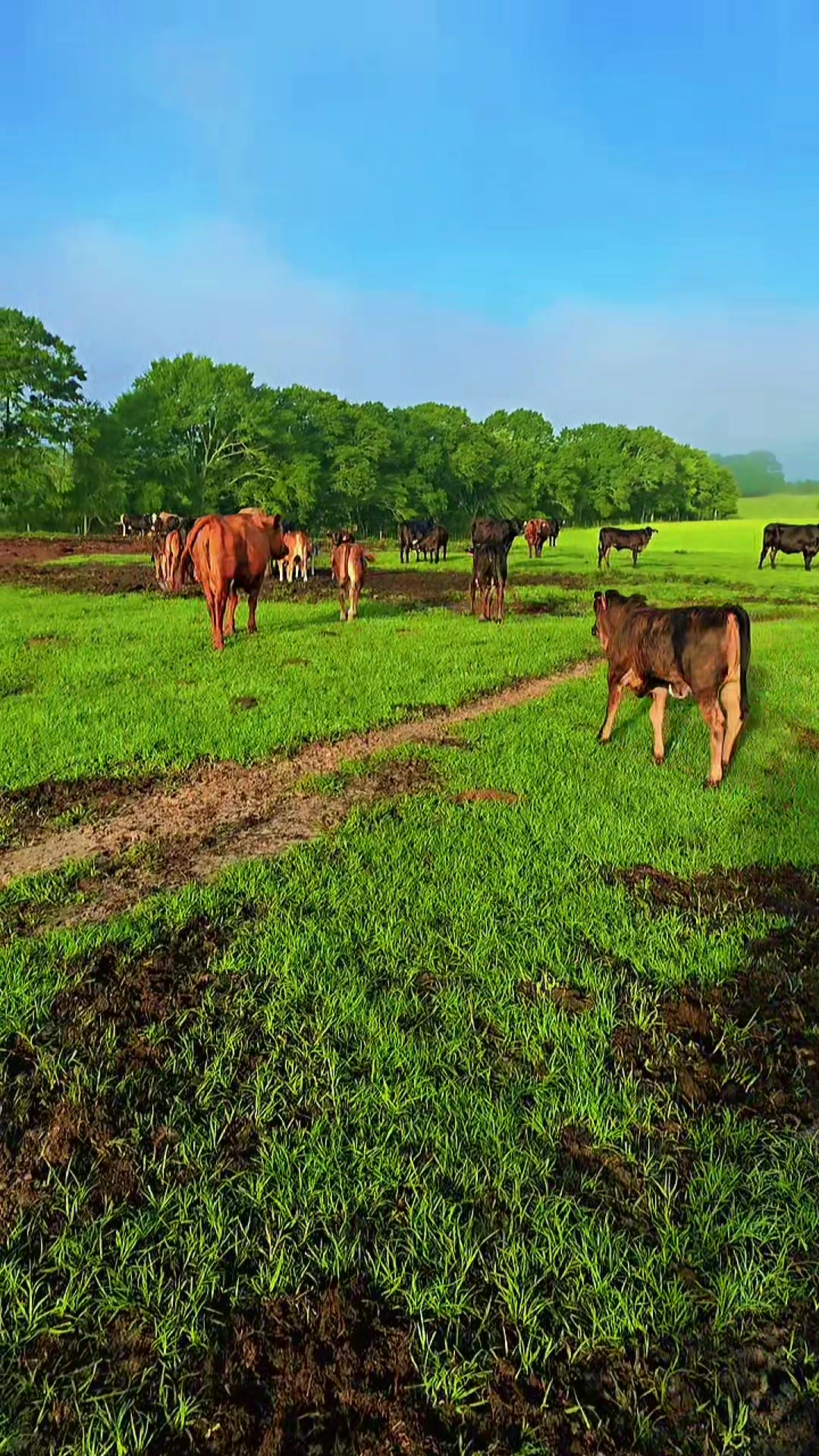 @M.I. CATTLE CO.