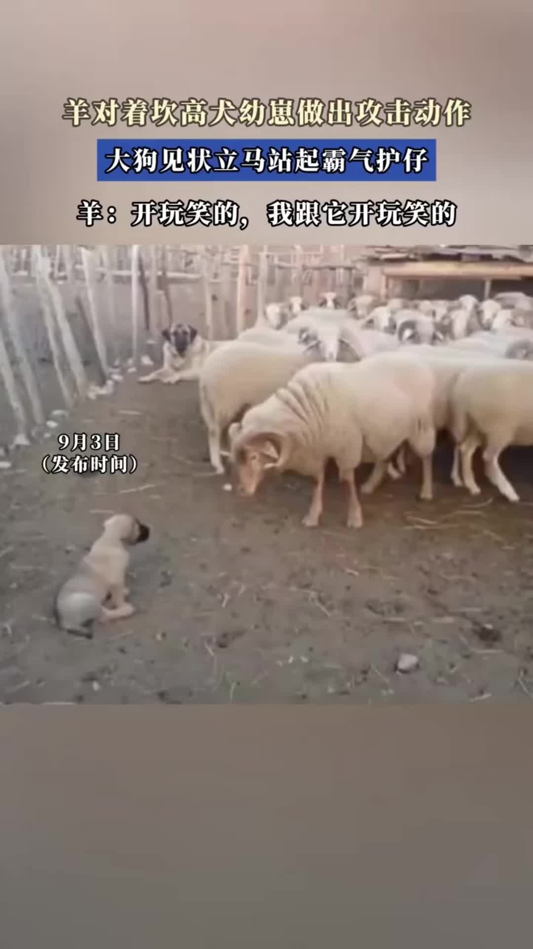 @中国蓝国际