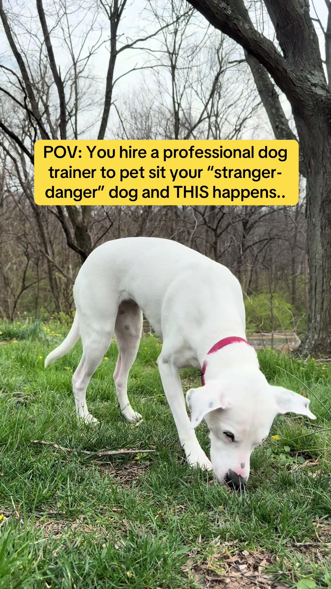 @Exploring K9 Training