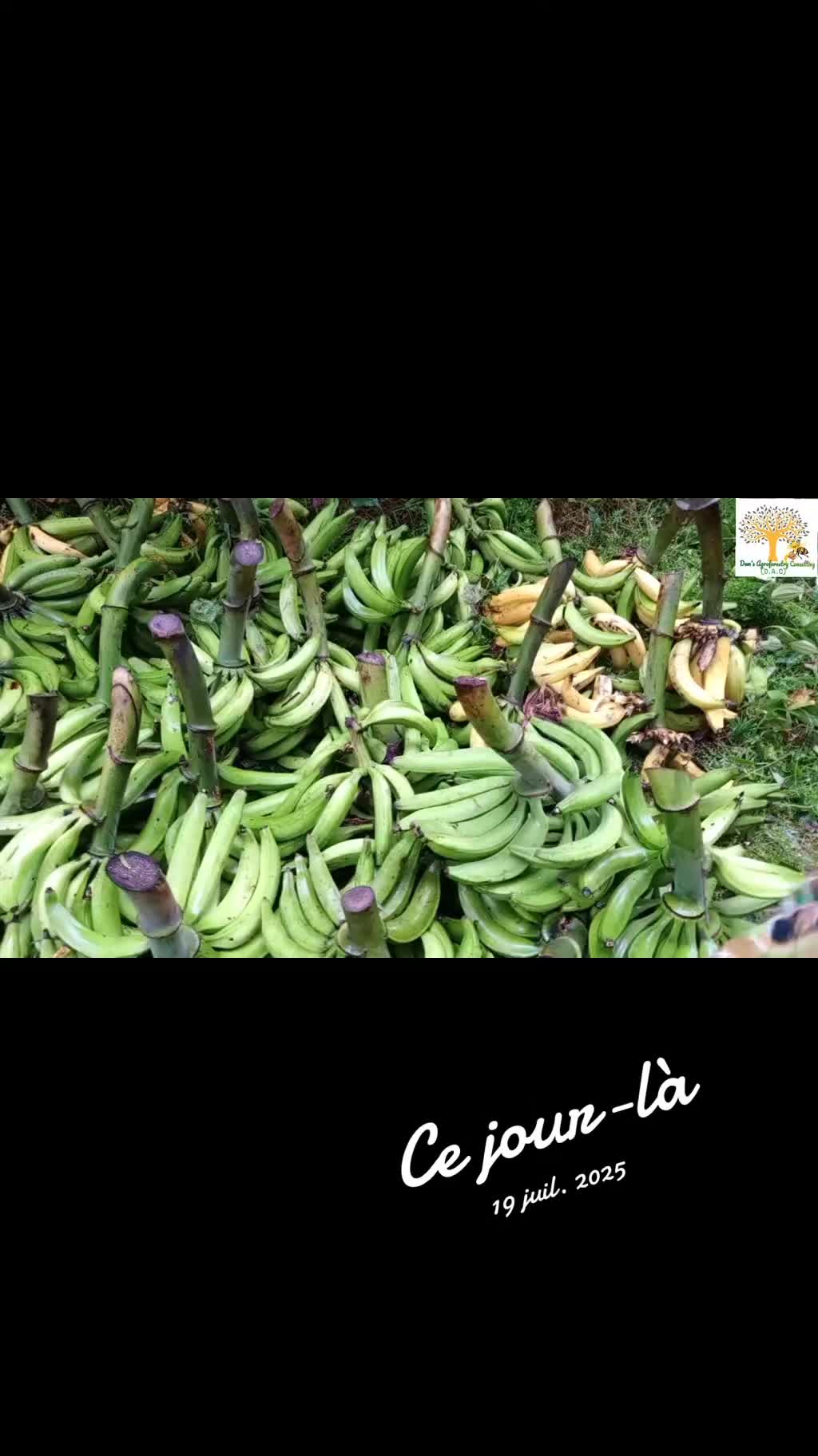@Dem's Agroforestry Consulting