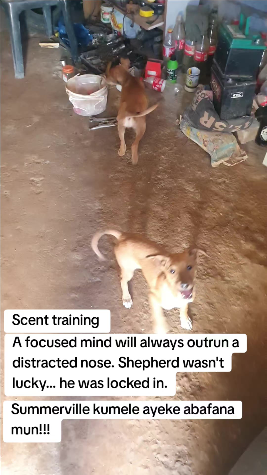 @LifeWithSummerAndShepherd