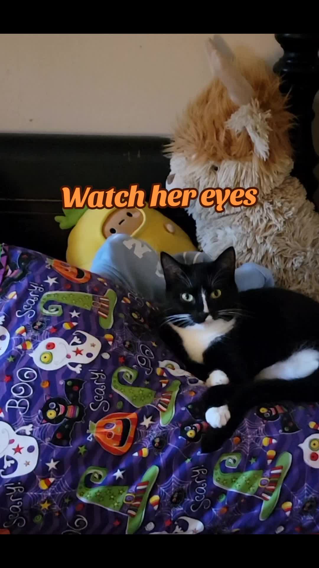 @No More Sad Kitties