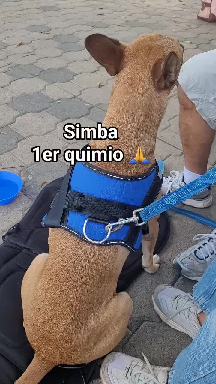 @𝕃𝕚𝕤𝕤 ℝ𝕖yes🇸🇻