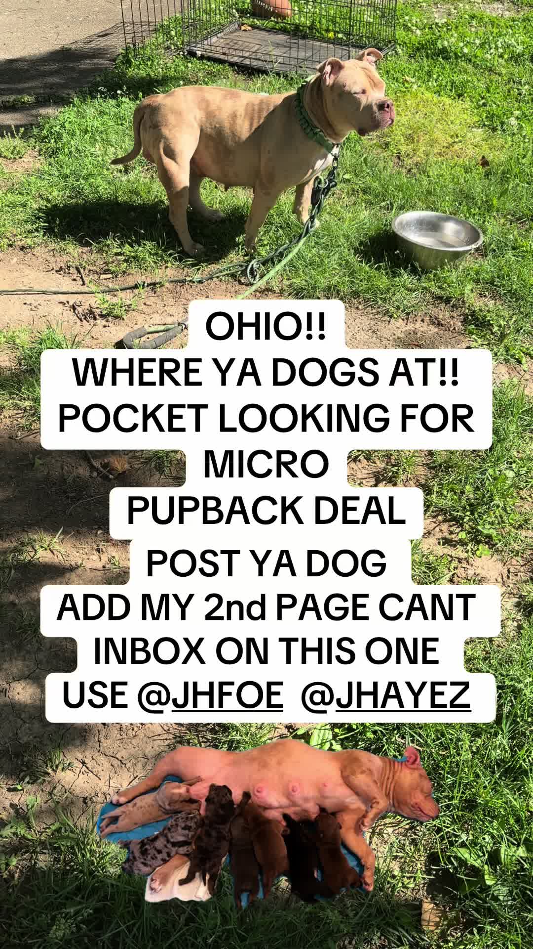 @jhfoetv