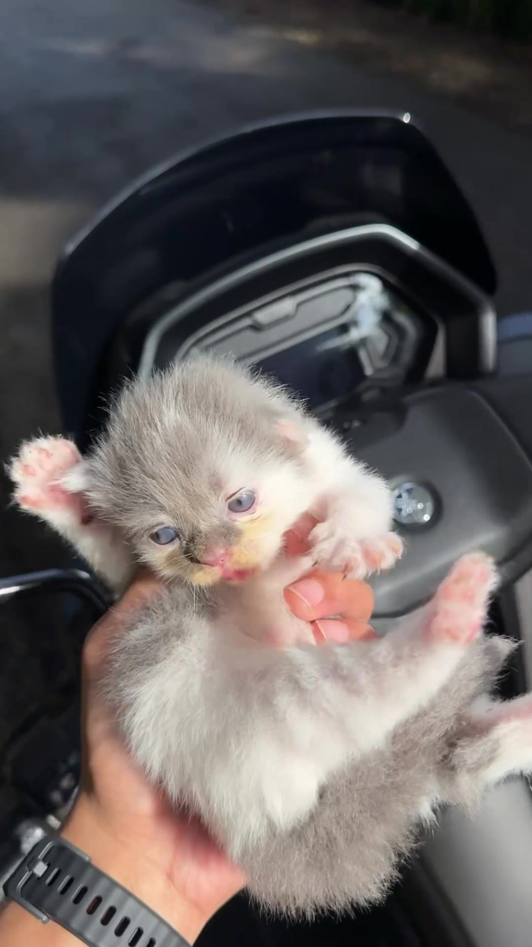 @Republic Of Cat