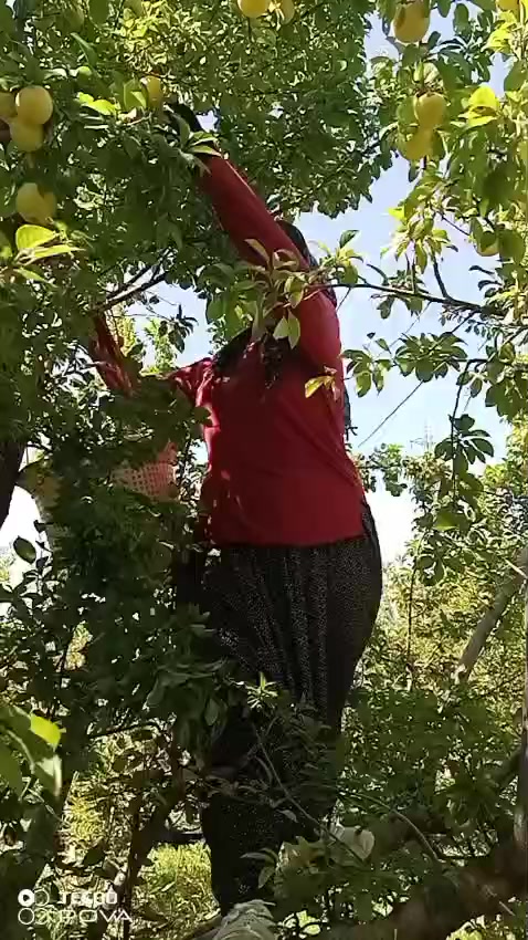 @zeynep göbüt