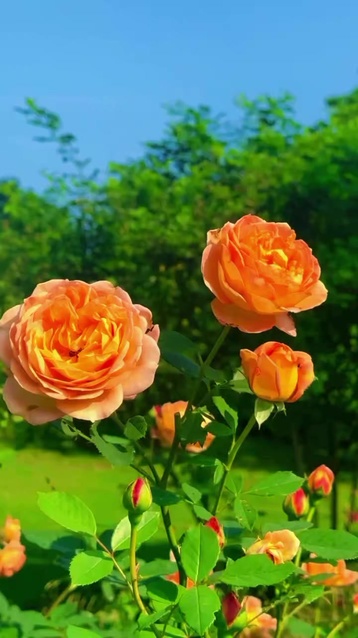 @ሳራይቱ የአብርሃም ሚስት🌸