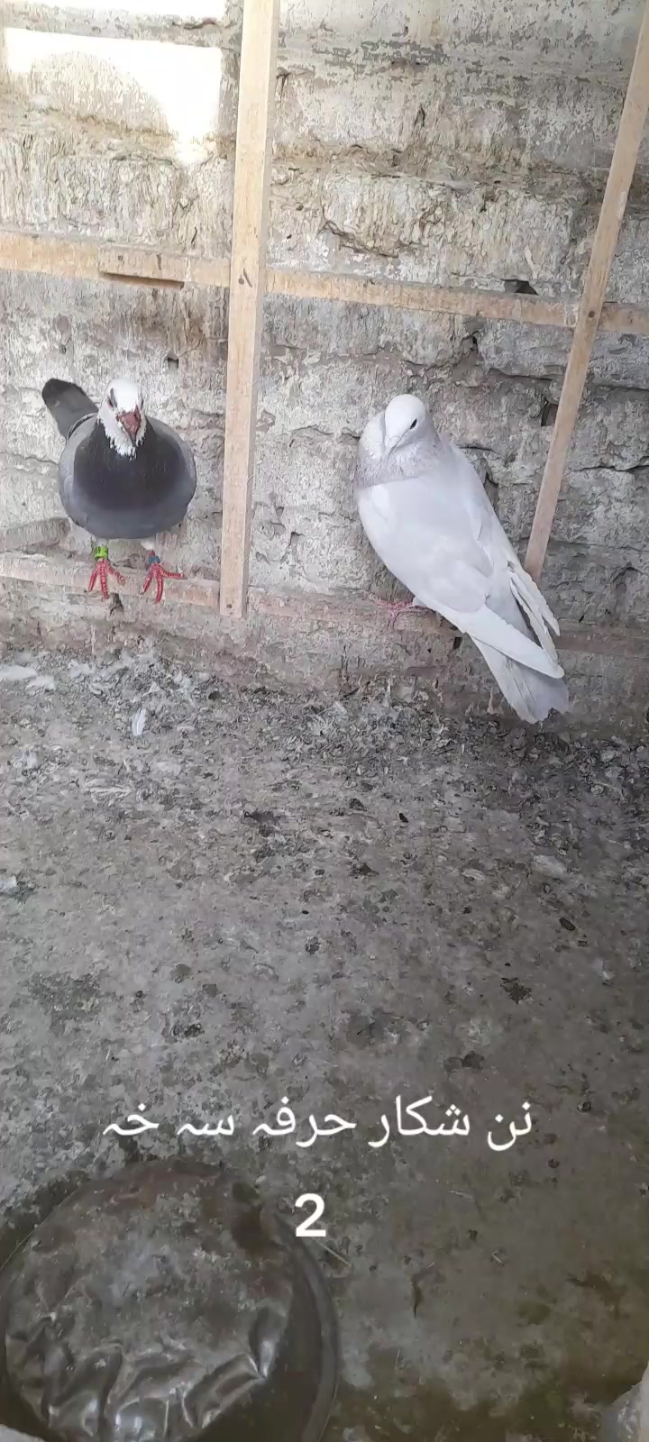 @chamanjanshoukmallroade