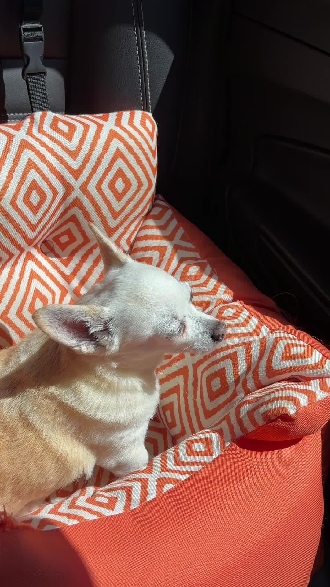 @thepitayacollective