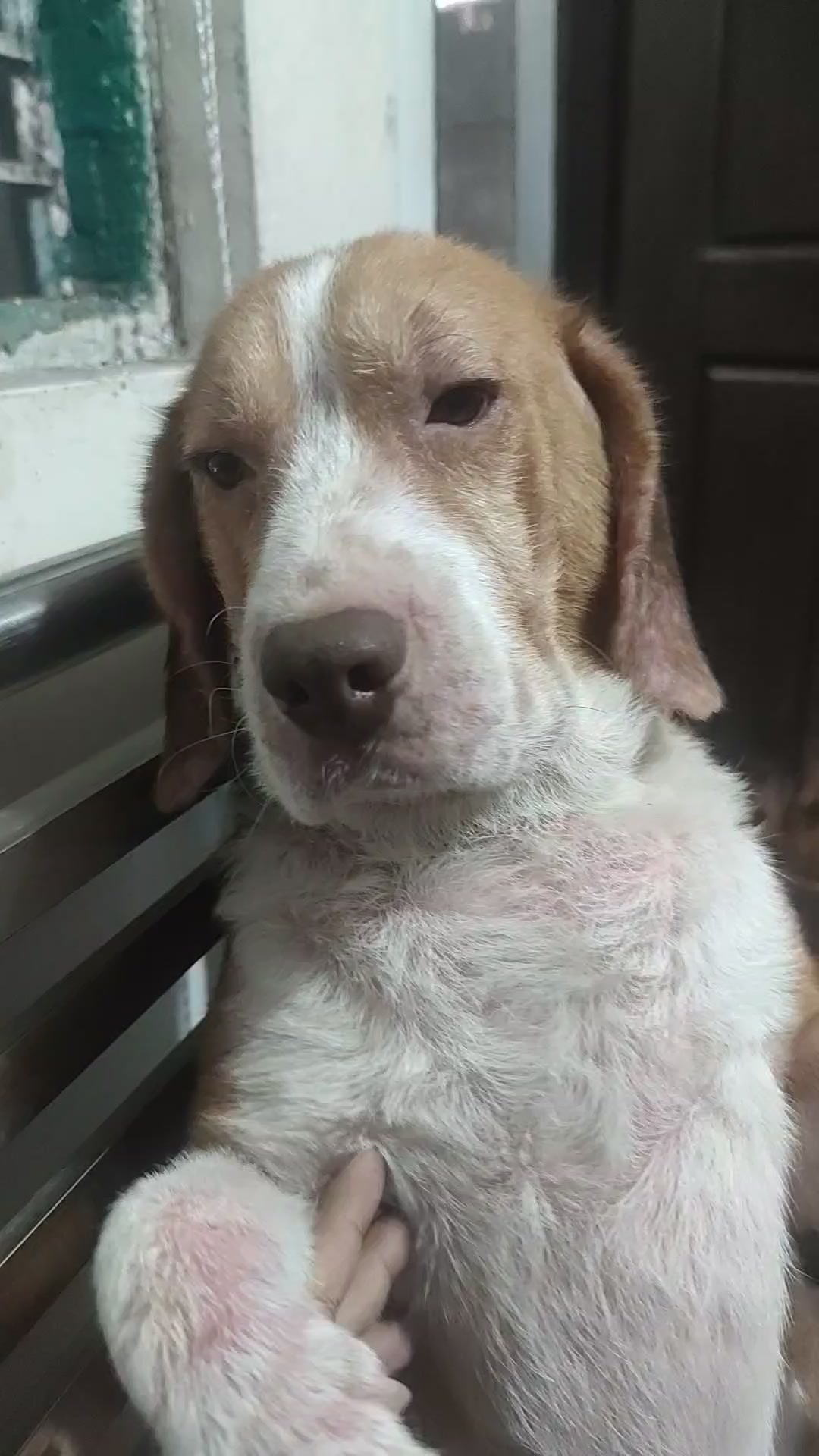@Pawborito