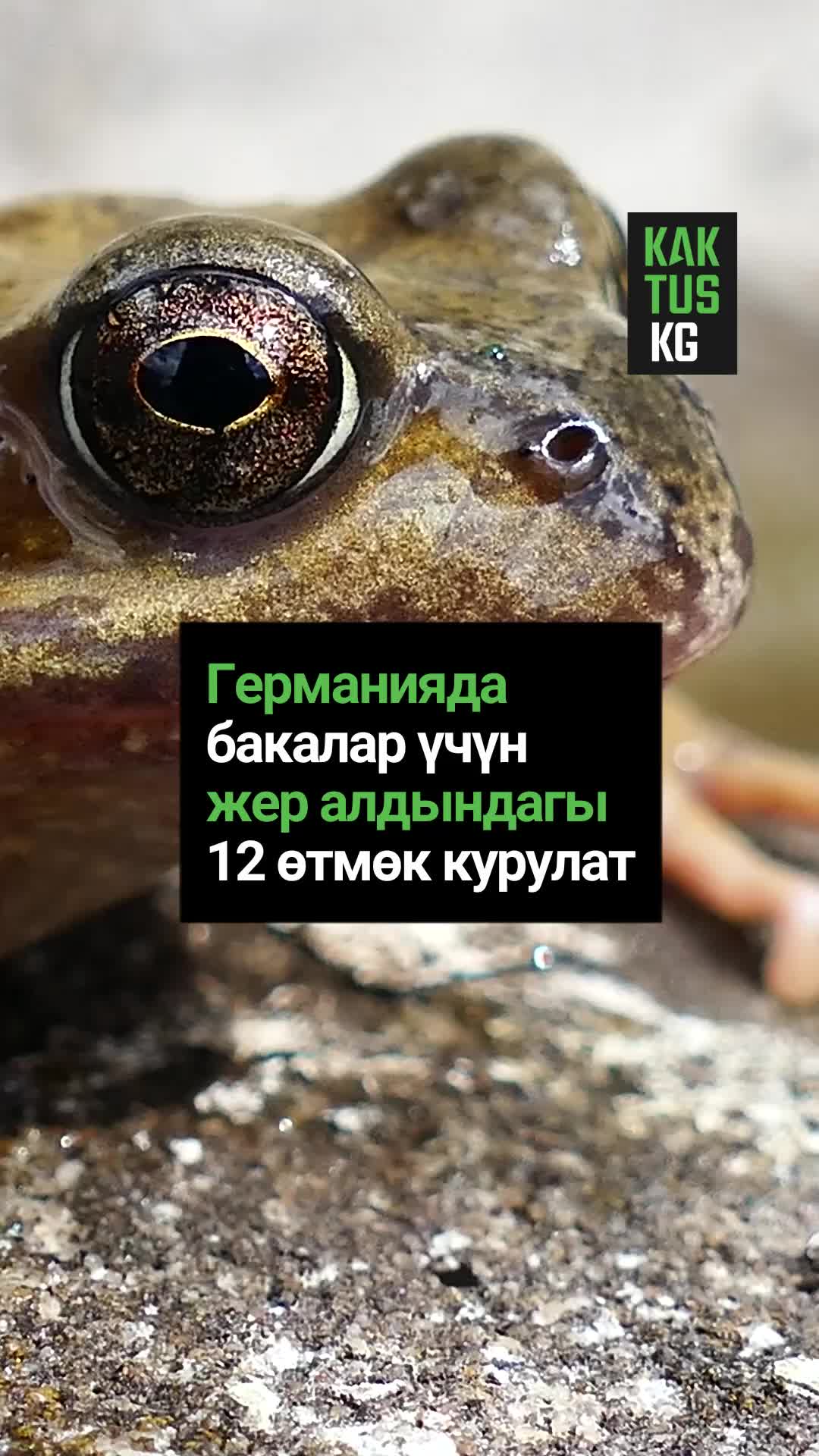@Kaktus KG