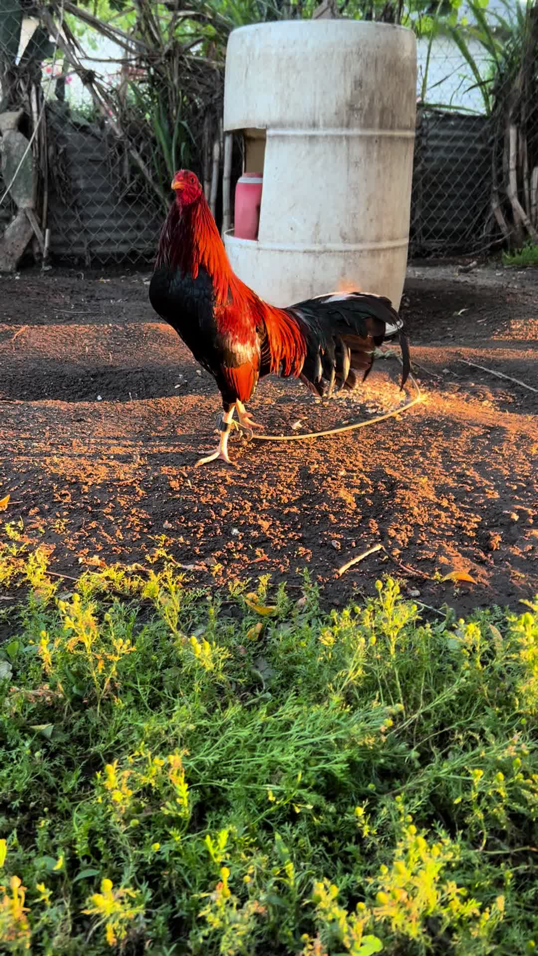 @Villarreal Farm