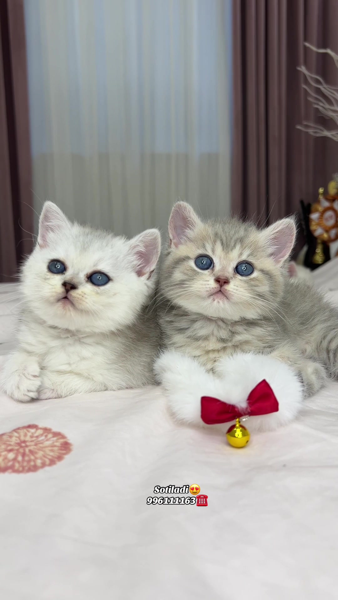 @kittens_uz