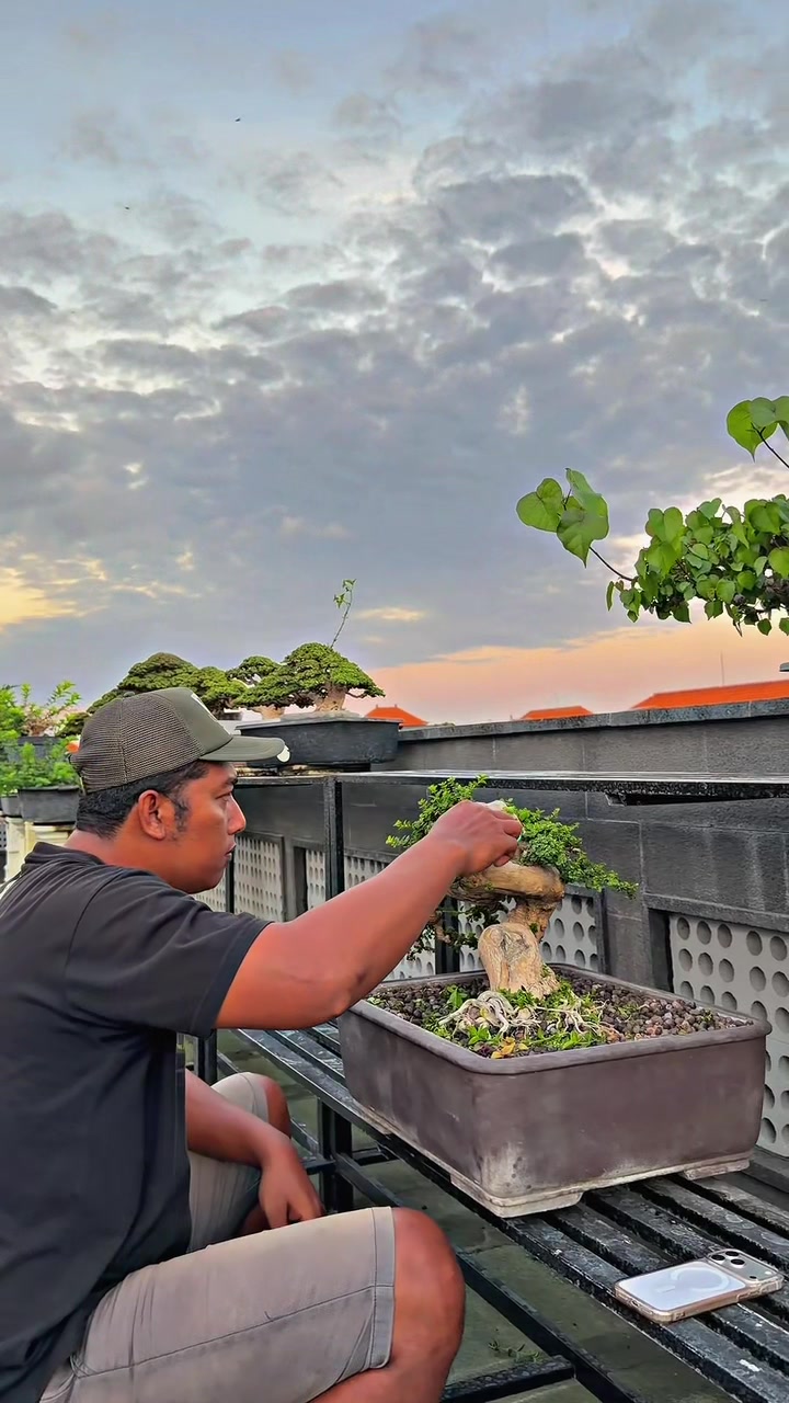 @“Cris Art Bonsai”