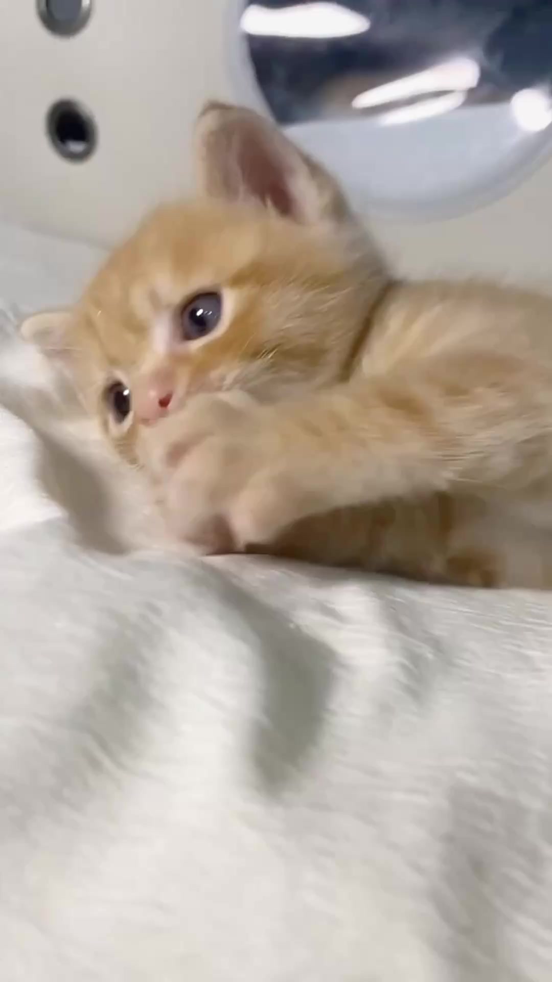 @catbosssss