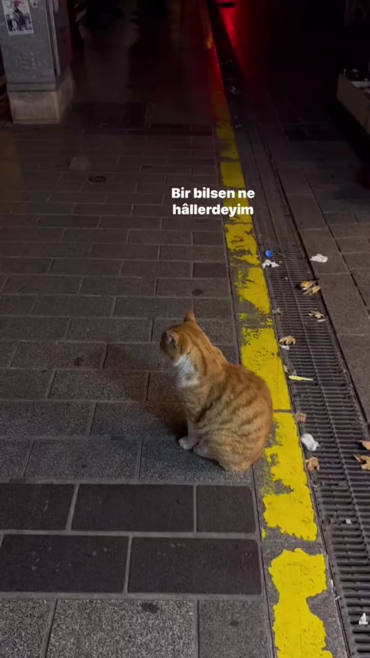 @😻🐈