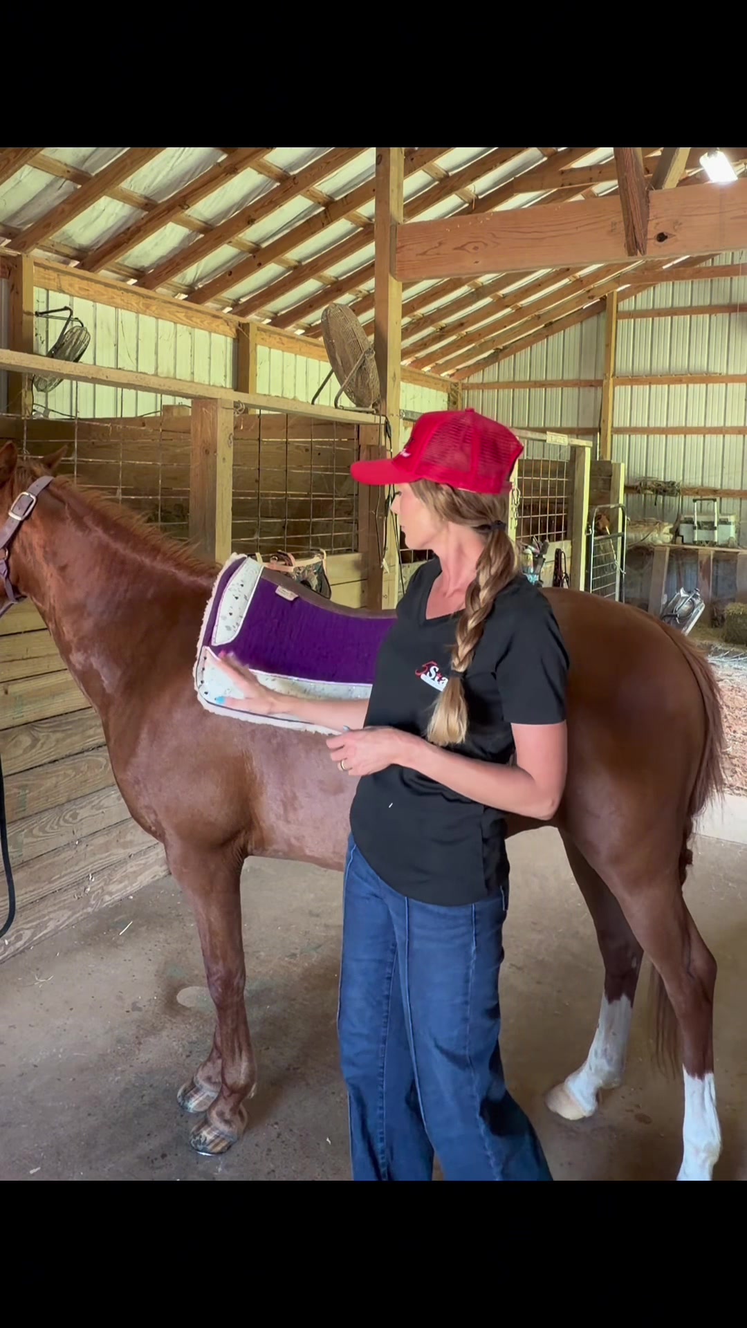 @5 Star Equine