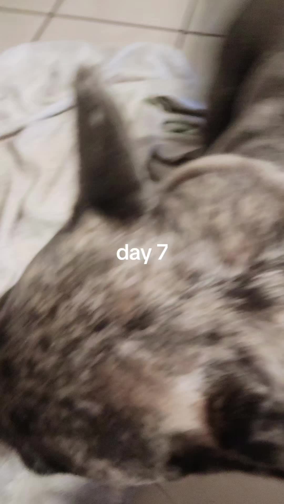 @RusselfromUp