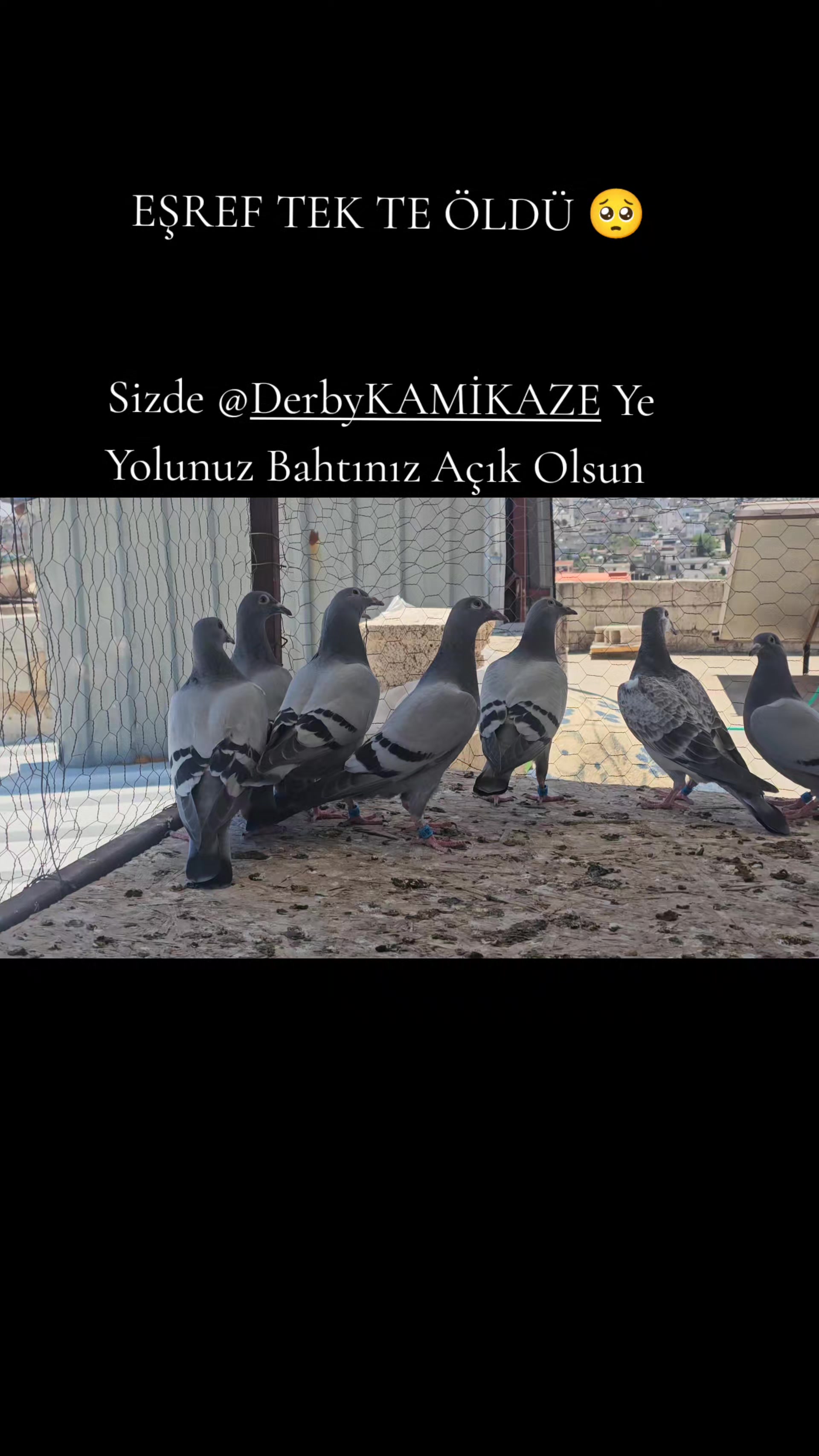 @MEHMET ÇOBAN ( PEŞTO )