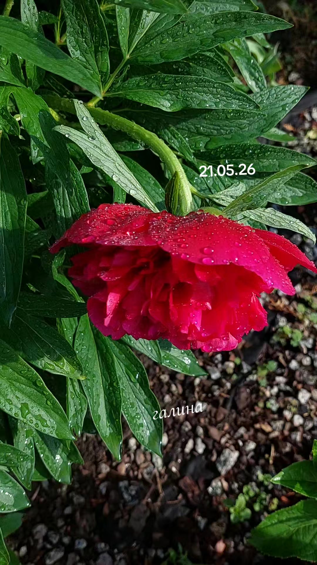 @✨️Галина ✨️🌸