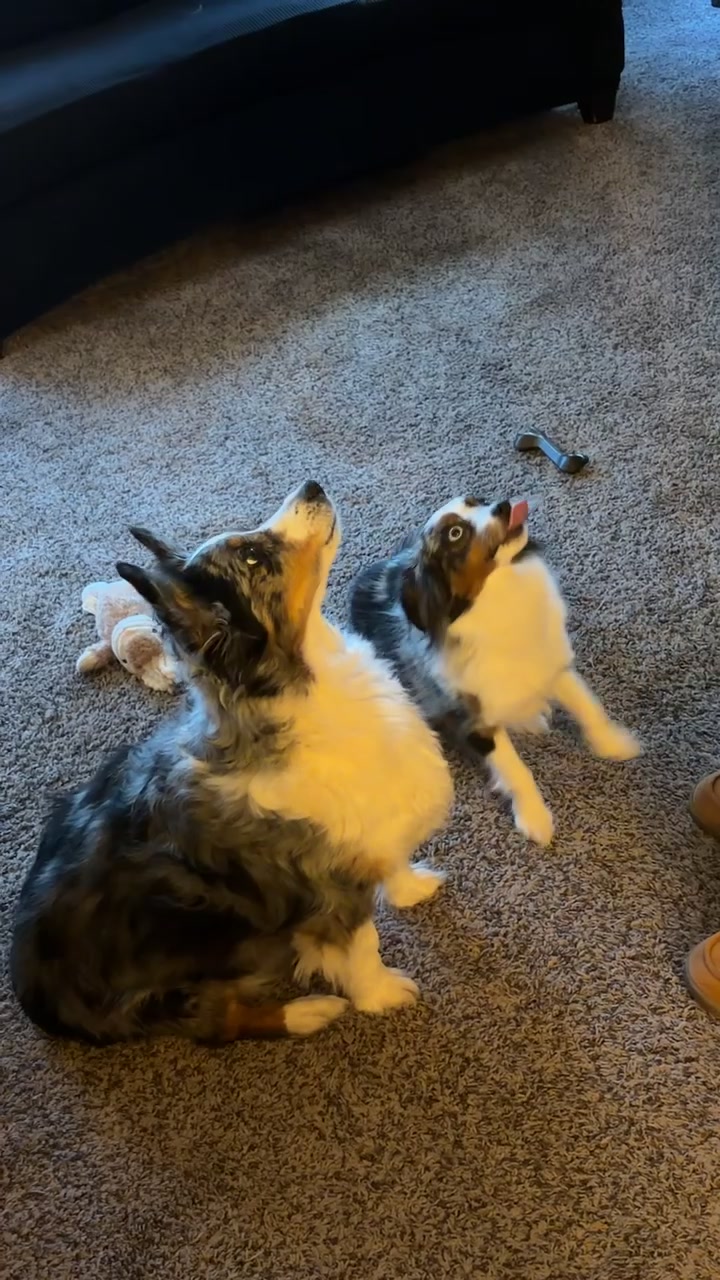 @bellaandrockieandsammie