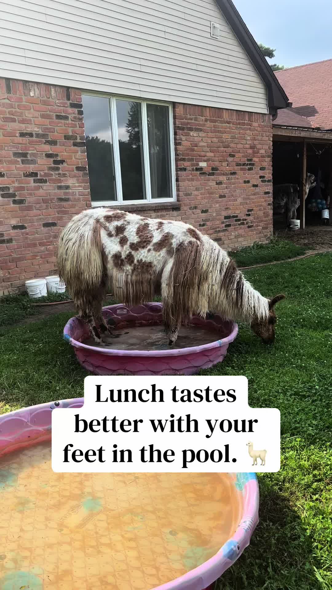 @The Packing Llamas