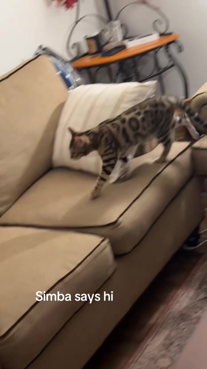 @Bengal Cats