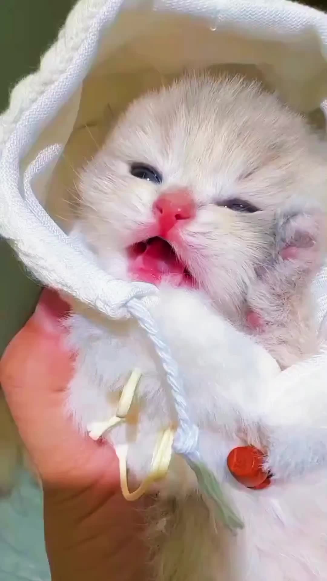 @CutekittenClub