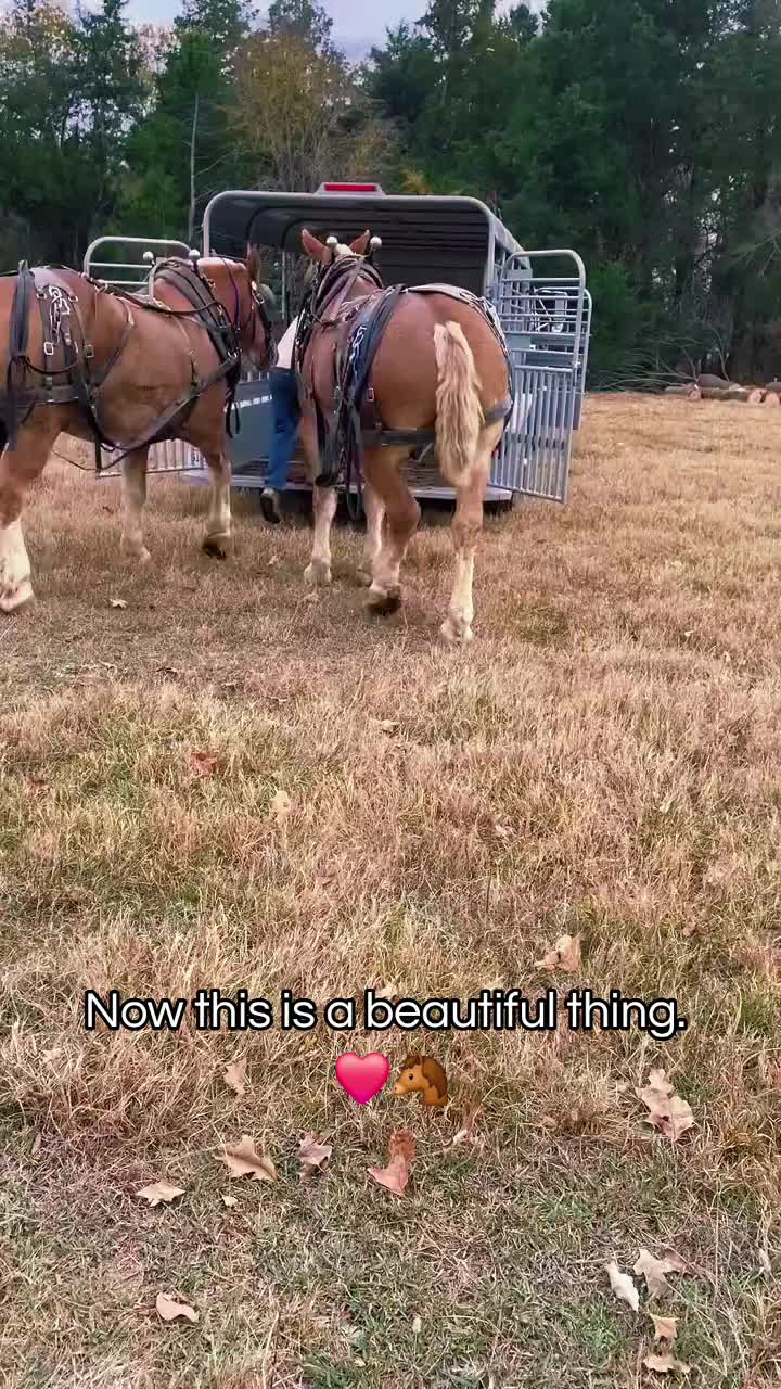 @🐴 ColdMountainRanch 🏇