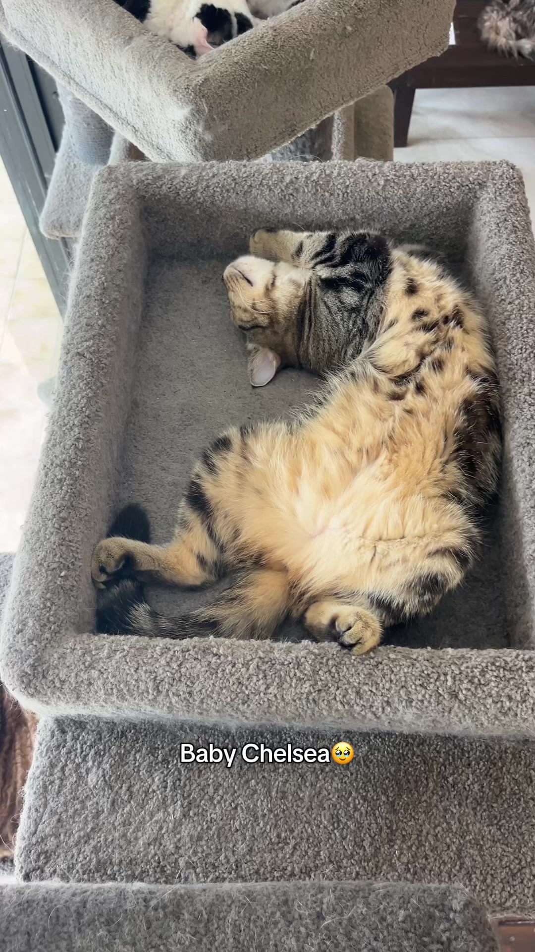 @crazycatcafe