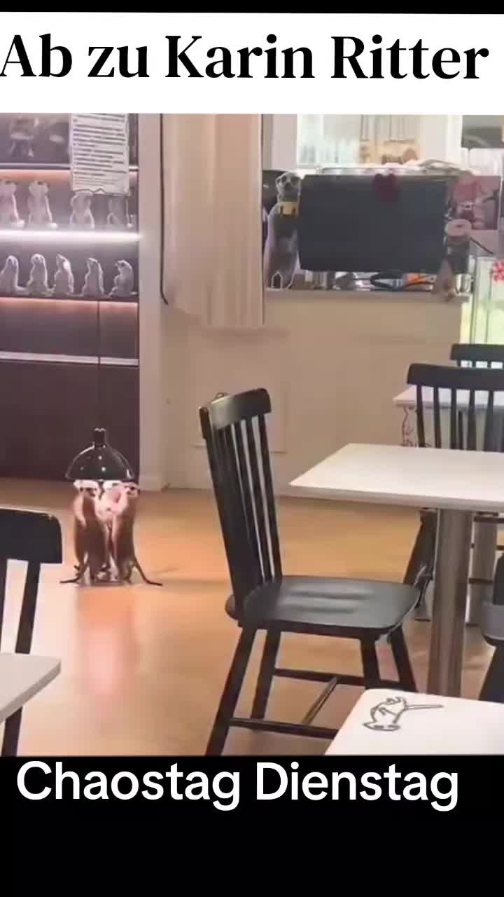 @𝔱卄𝔬𝓶คᔕ 🦂🐧🐶