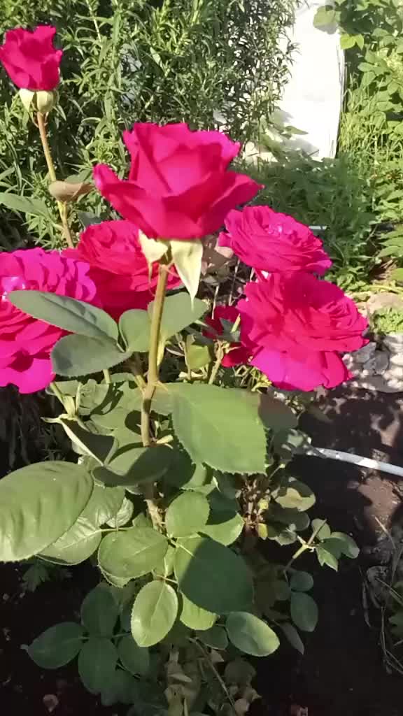 @Lena_45